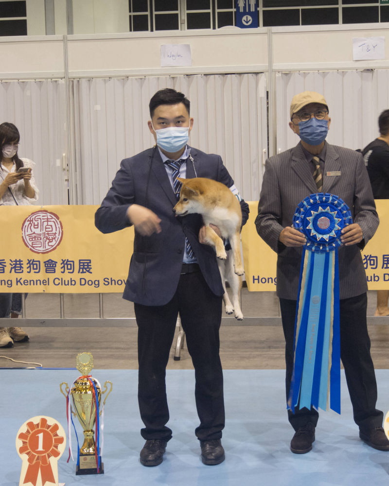 HK Kennel Club dog show 2021, 香港狗展, Windwood Pugs (Michael Sim)